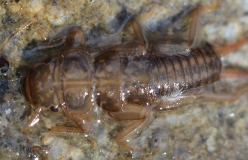 Réf. 243 760 : Dinocras sp.